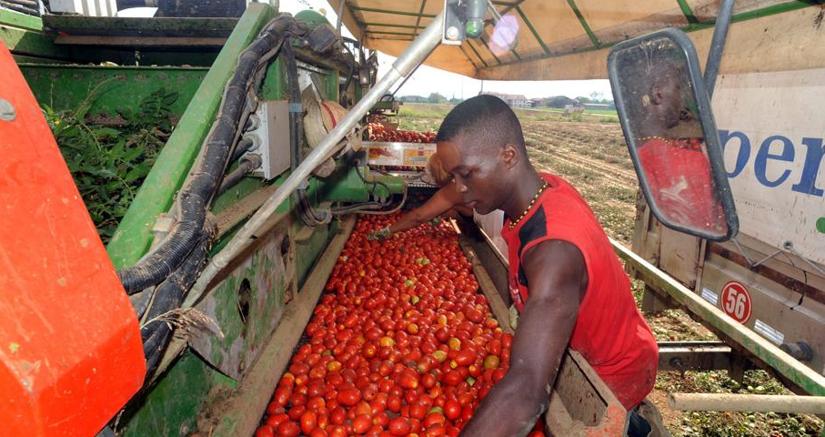 Rapporto Ispettorato Lavoro 2017: nei campi 50% irregolari